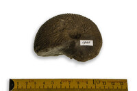 F 01946
<br/>
<br/>
<em></em>